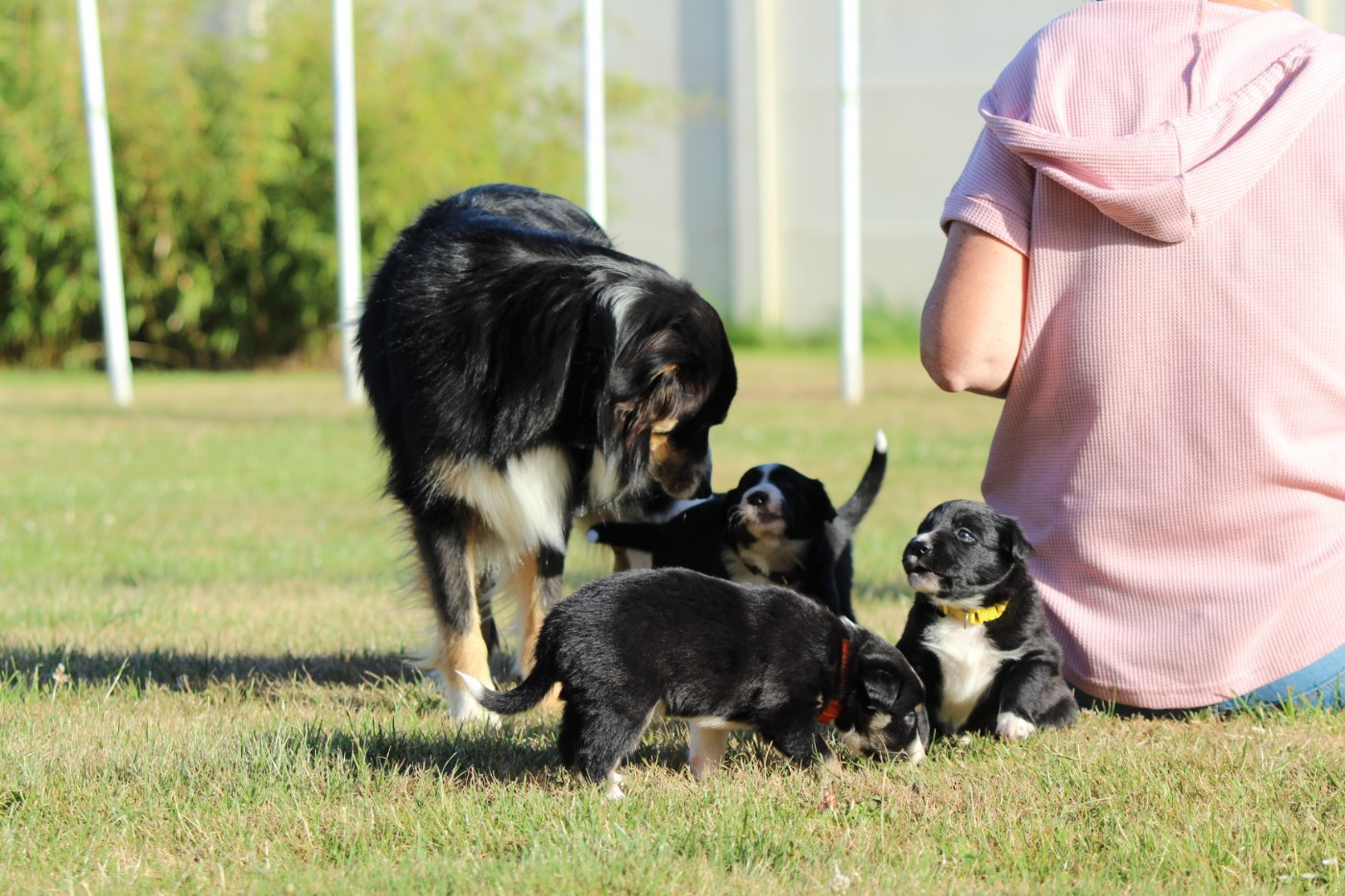 4 semaines chiots