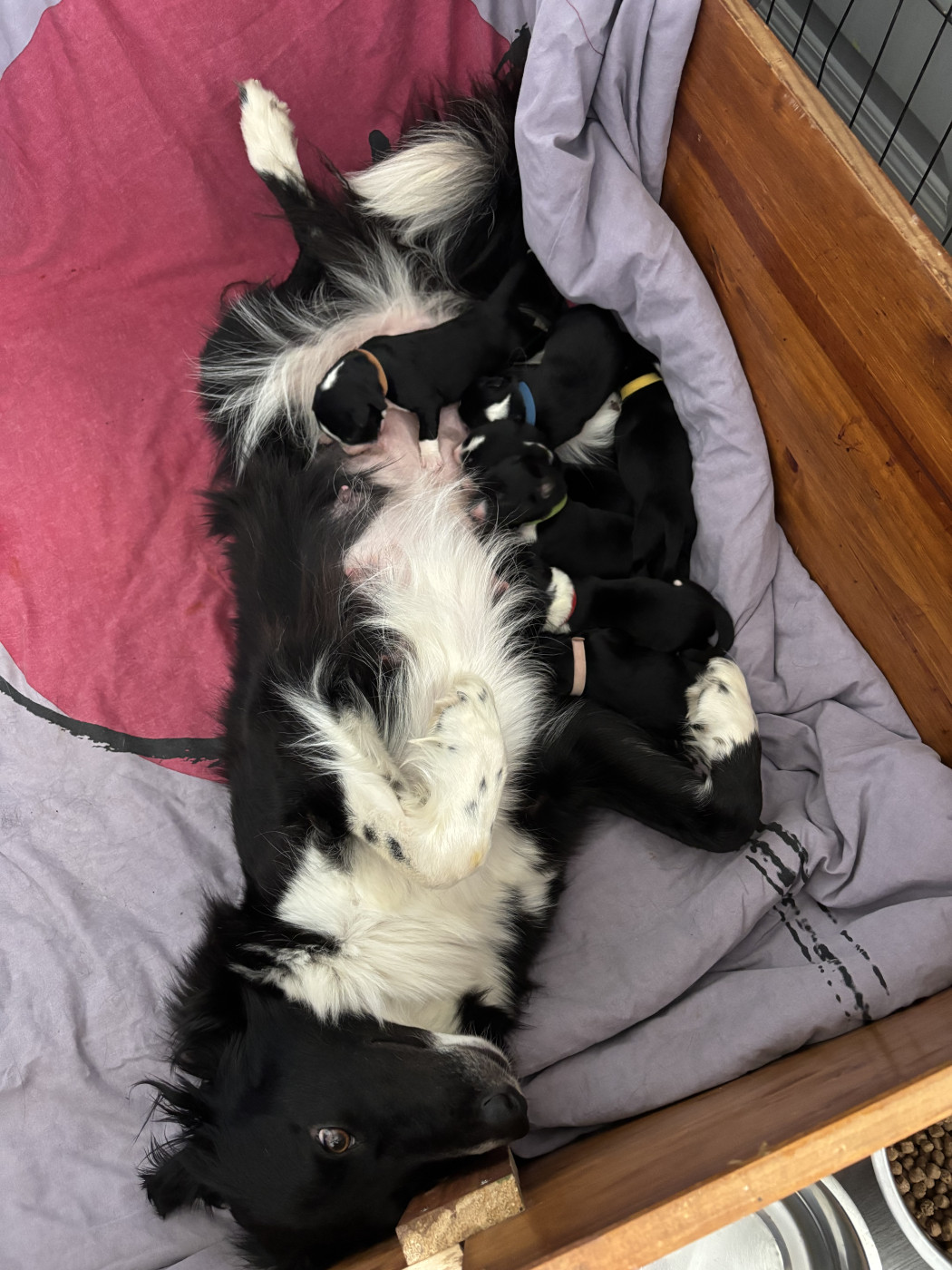 Chiot Border Collie Du Domaine D'Osmy