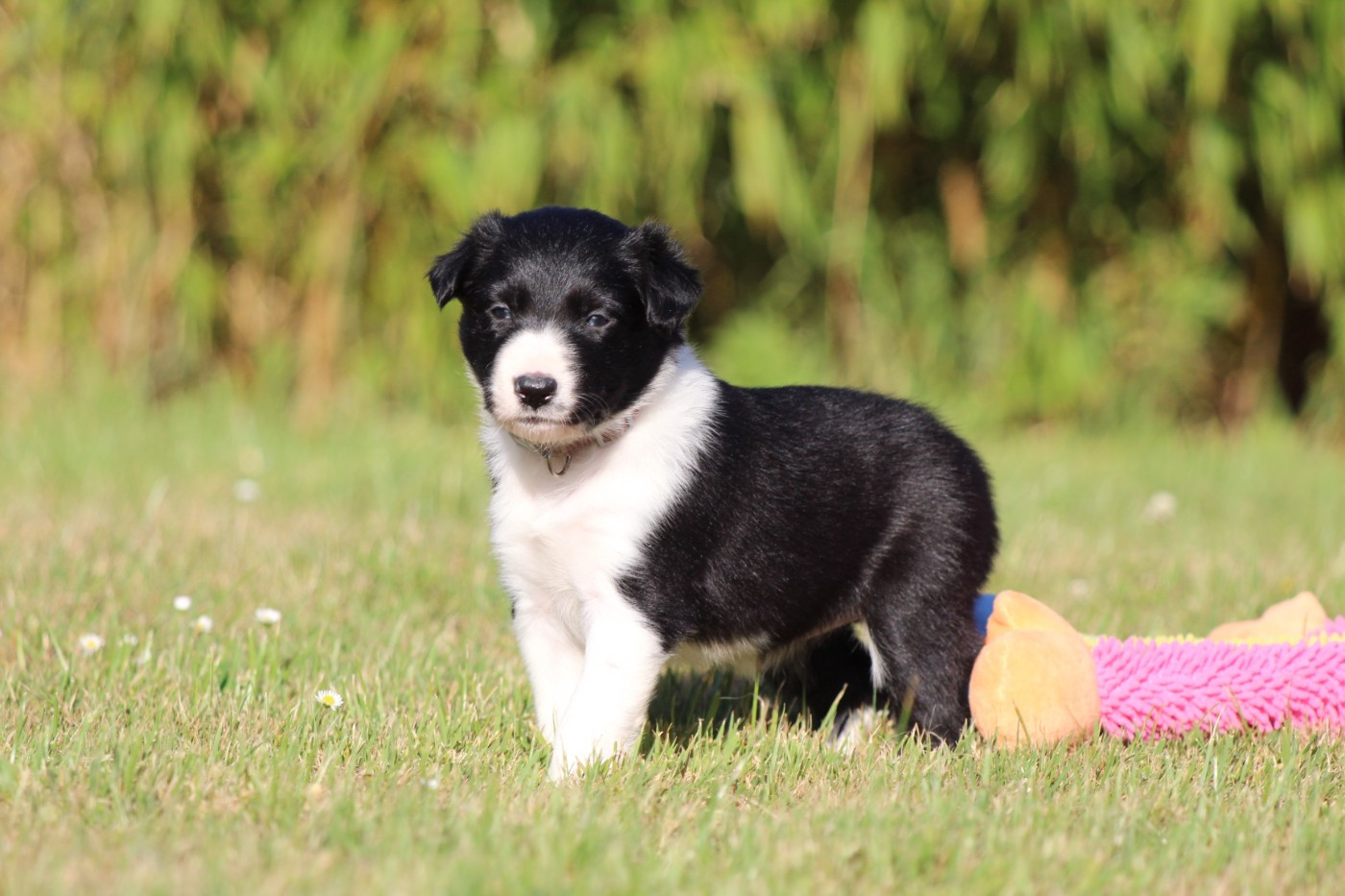 Du Domaine D'Osmy - Chiots disponibles - Border Collie