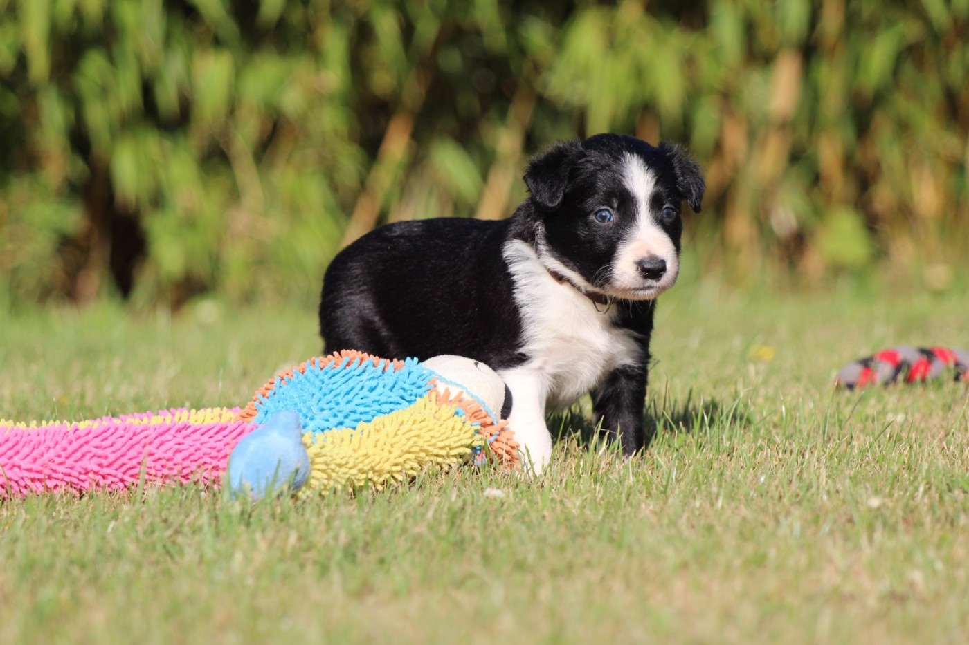 Du Domaine D'Osmy - Chiots disponibles - Border Collie